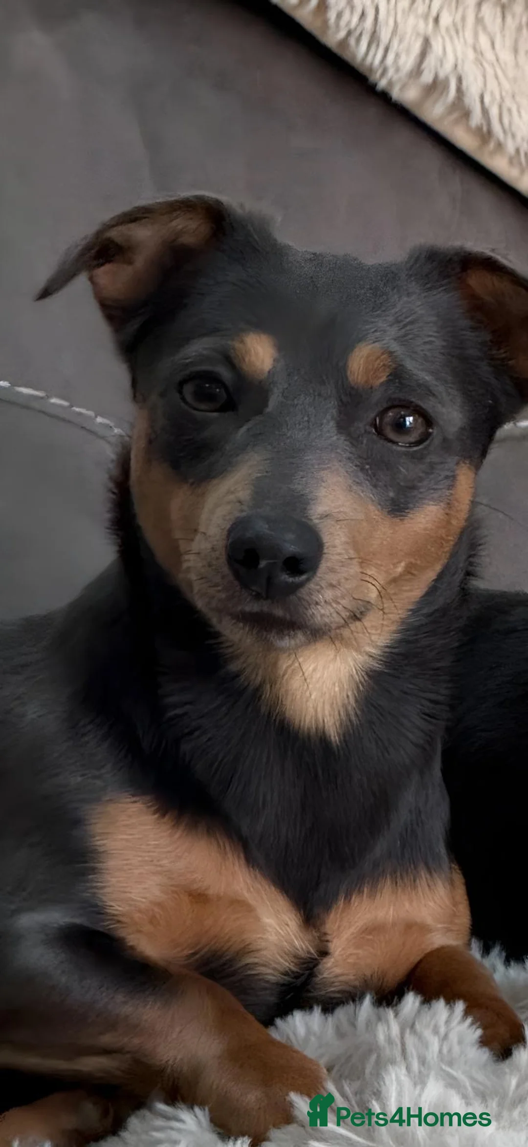 Jack Russell dogs for sale: Jack Russell Puppies - 6 Available 3 girls 3 boys - Advert 2