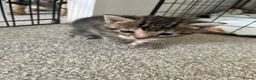 Bengal cats for sale: Beautiful kittens  in Swindon - Advert 20