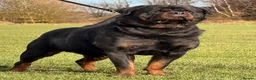 Rottweiler dogs for stud: Top quality health tested kc male German X serbian - Advert 4