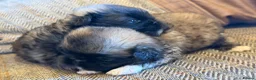 Pekingese dogs for sale: Kc Pekingnese sable Blk mask 3 little girls  - Advert 19