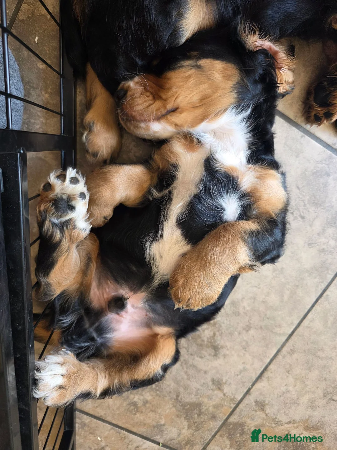 Cocker Spaniel dogs for sale: Exceptional Black and Tan Working Cocker in Sheerness - Advert 2