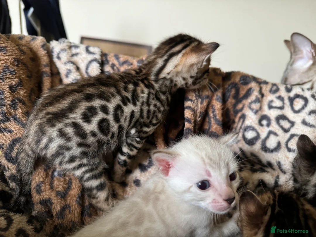 Bengal cats for sale: Stunning Bengals with European Champion father!  - Advert 6