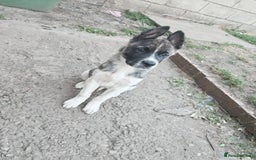Mixed Breed dogs for sale: Akita  puppies for sale  - Image 21