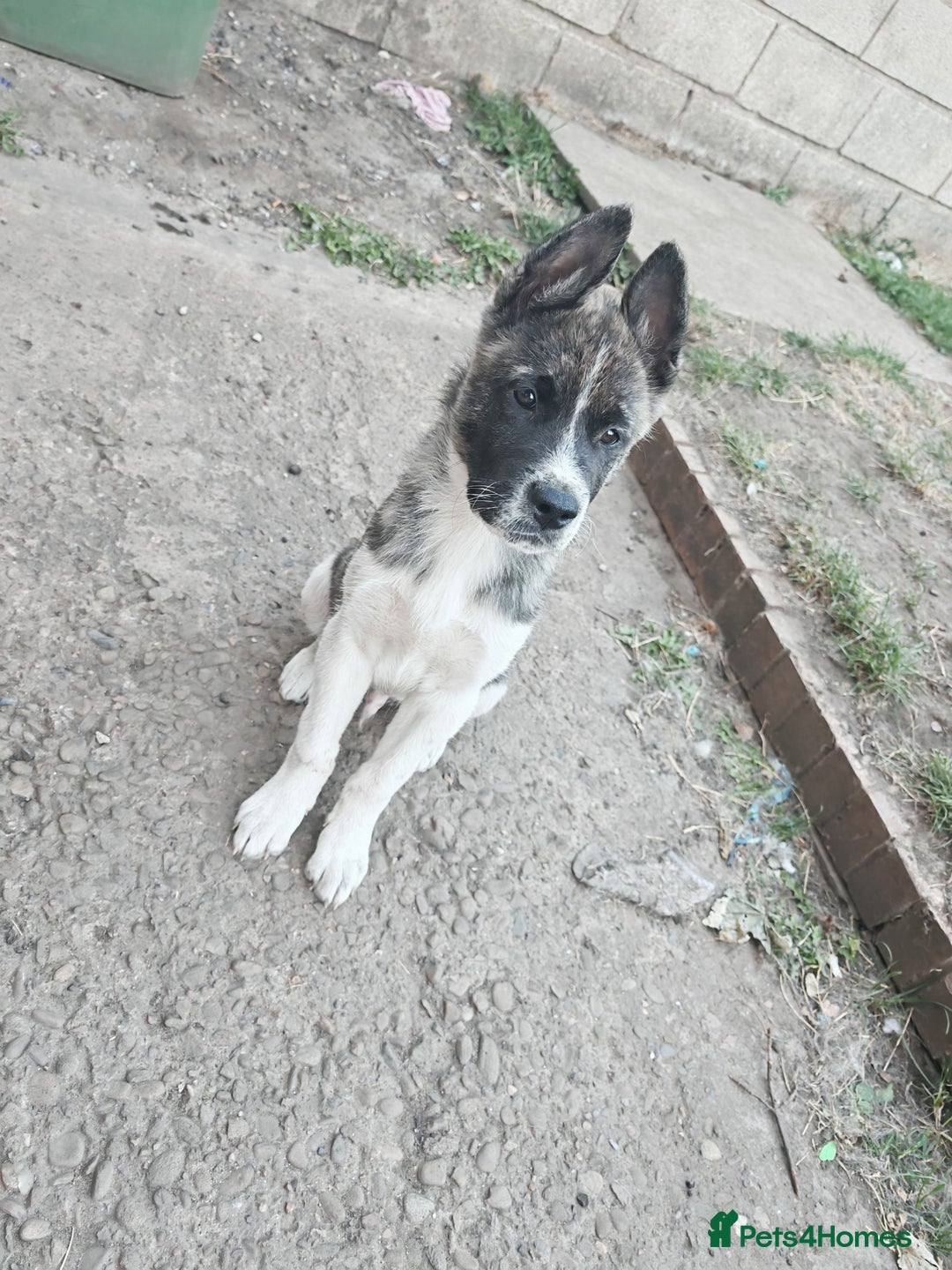Mixed Breed dogs for sale: Akita  puppies for sale  - Image 21