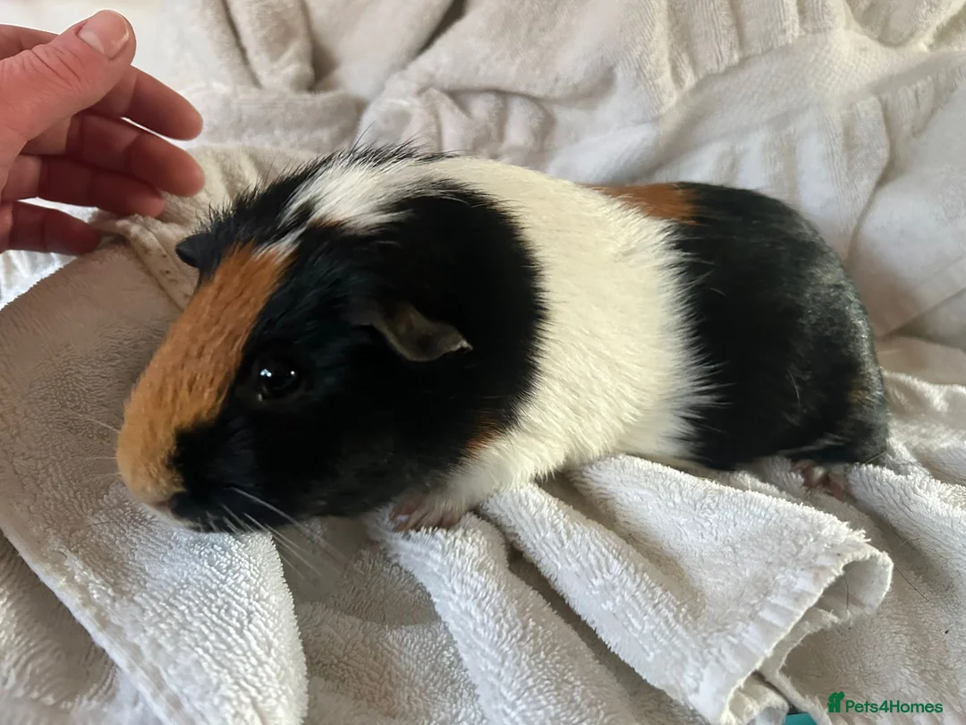 Guinea Pig rodents for sale: Male and female guinea pigs in Cambridge - Advert 3