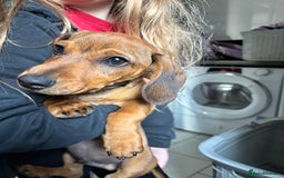 Dachshund dogs for sale: 7 & 1/2 Month Old Male Dachshund  - Image 2