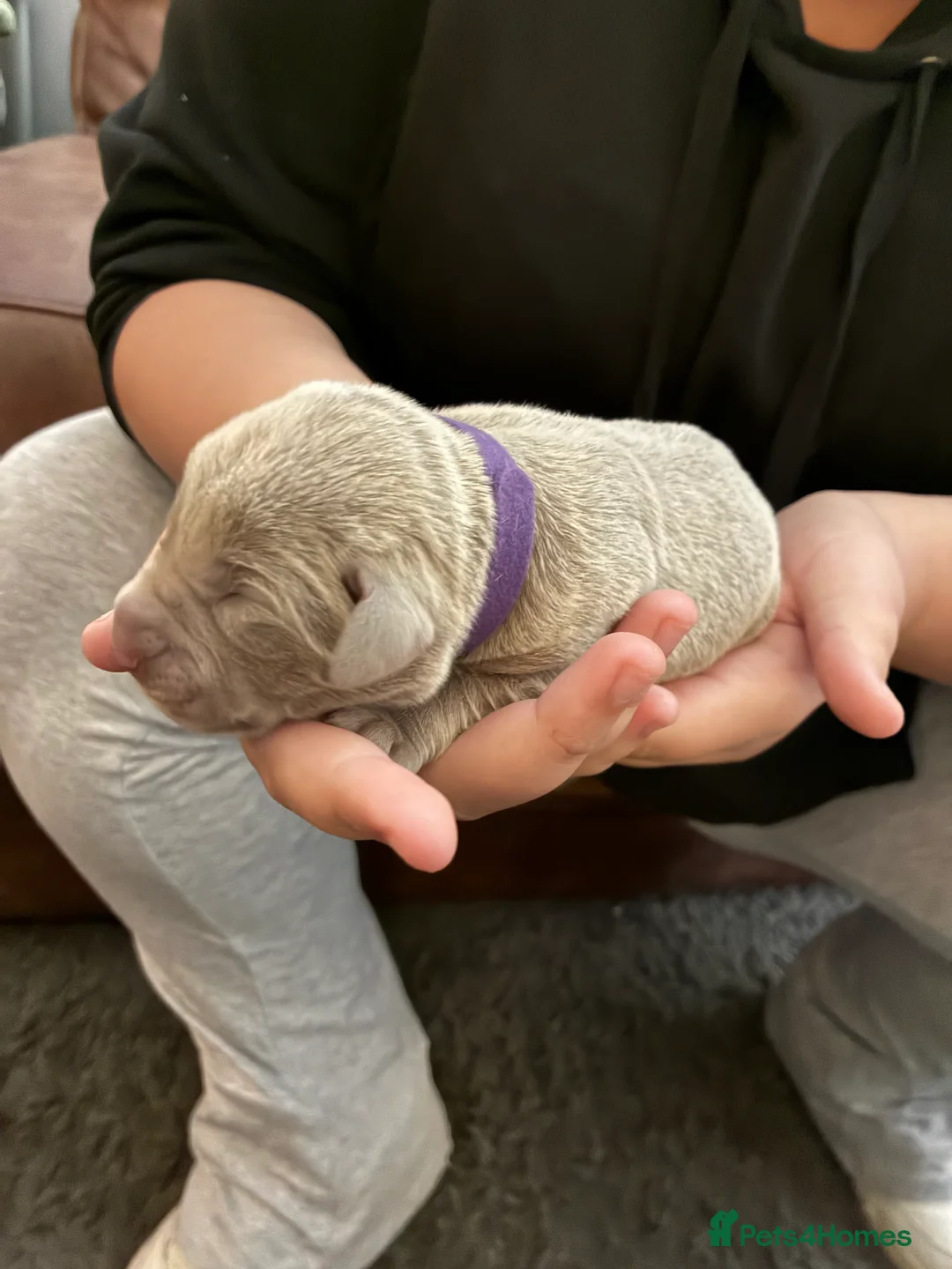 Labrador Retriever dogs for sale: Dna clear silver labrador pups  - Advert 2