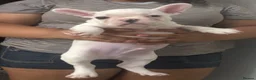 French Bulldog dogs for sale:  French bulldog puppies 1 male 1 female left - Advert 19