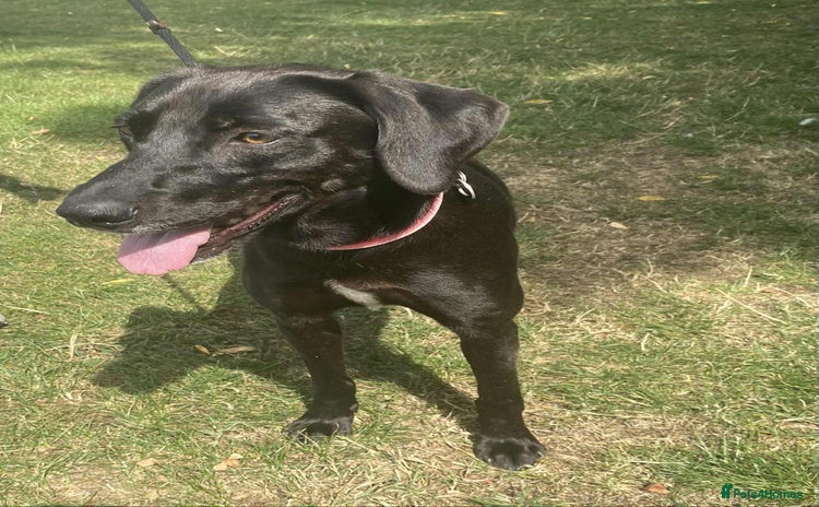 Mixed Breed dogs - Advert 16
