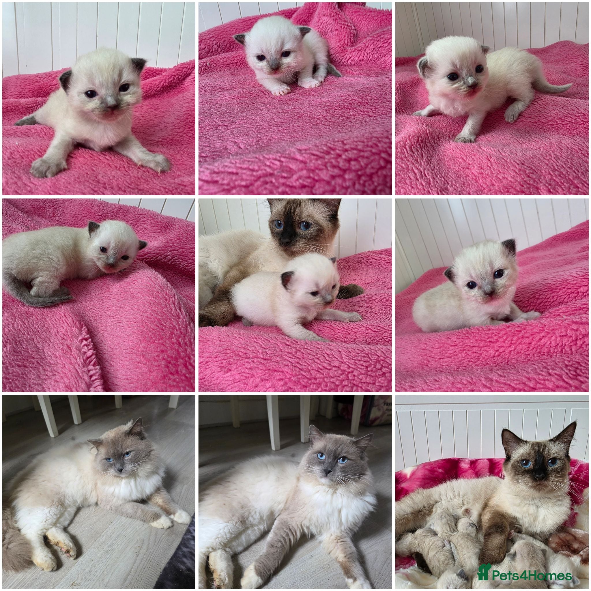 Ragdoll cats Ragdolks kittens-Reservation open😻😺🩵❤️ - Advert 2