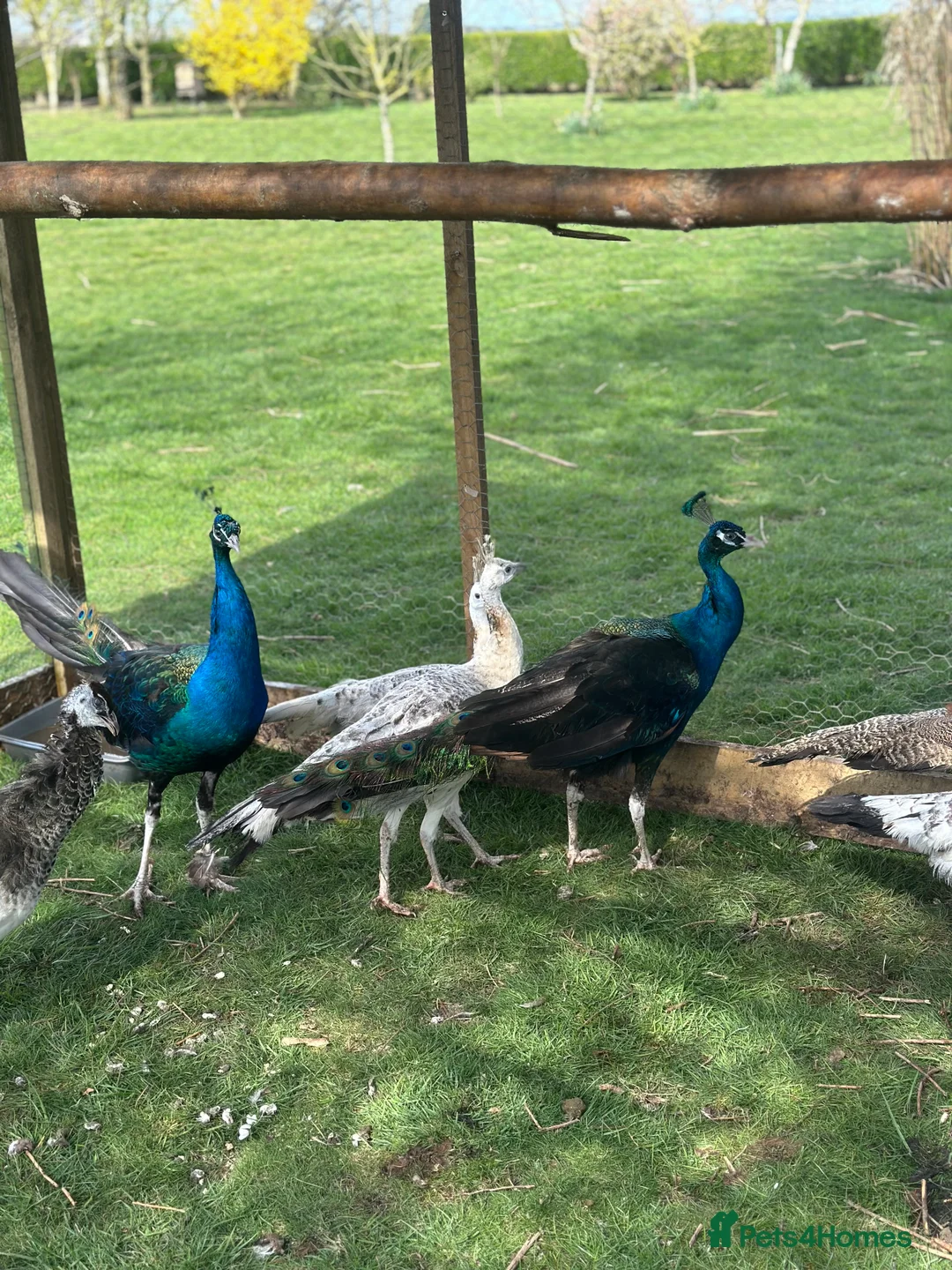 Peafowl poultry for sale: Blue Indian and black shoulder peafowl available  - Advert 8