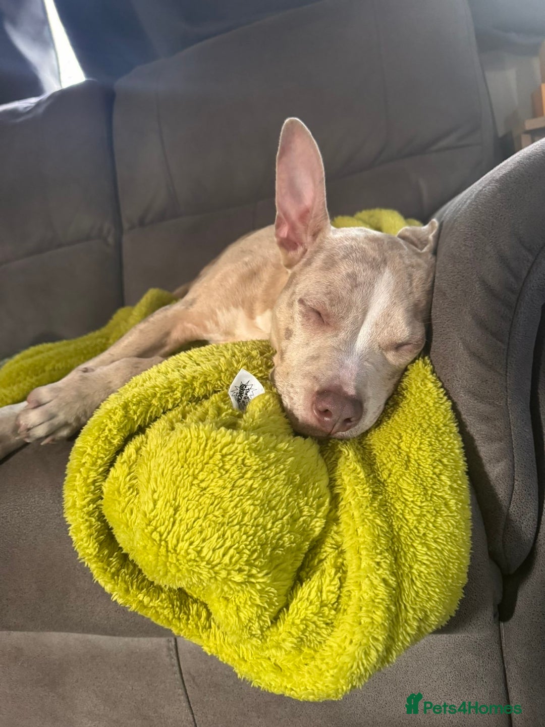 American Bully dogs for sale: 5 month old American bully x pocket bully - Advert 16