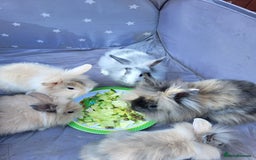 Mini Lion Lop rabbits for sale: fluffy baby bunnies £25-30 - Image 2