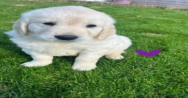 Golden Retriever dogs - Advert 11
