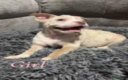 Mixed Breed dogs for sale: Bullpei puppies  - Image 7