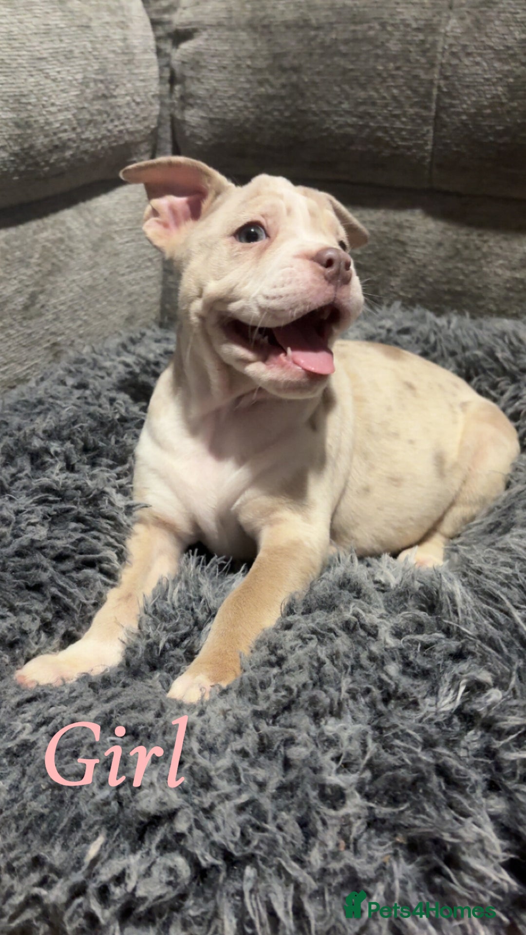 Mixed Breed dogs for sale: Bullpei puppies  - Image 7