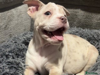 Mixed Breed dogs Bullpei puppies - Advert 2