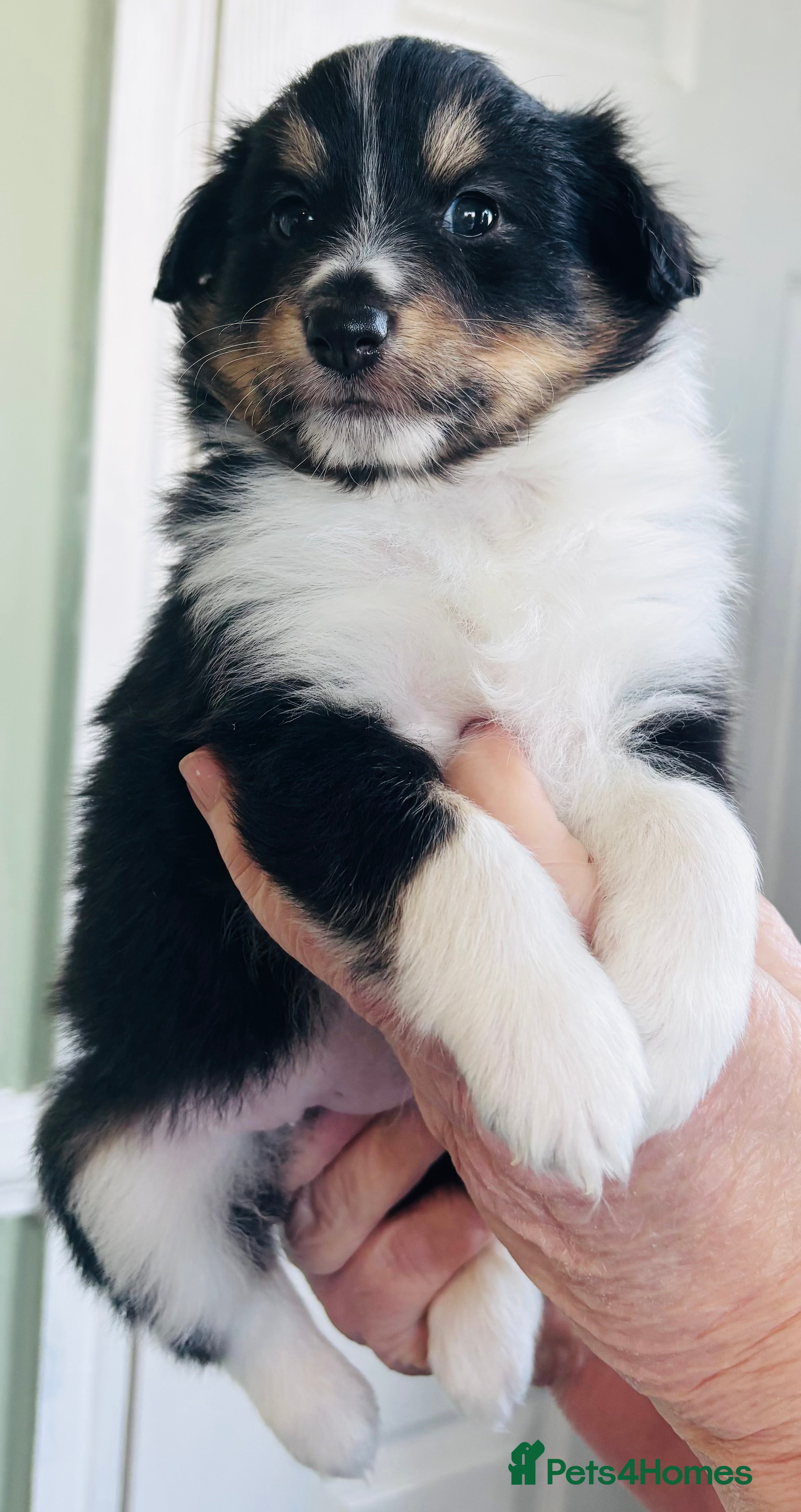 Shetland Sheepdog dogs Beautiful Shetland sheepdog puppies  - Advert 4