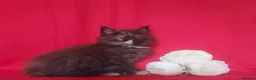 Maine Coon cats for sale: GCCF REGISTERED MAINE COON KITTENS FOR SALE  - Advert 9
