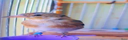Canaries birds for sale: Canary  - Advert 5