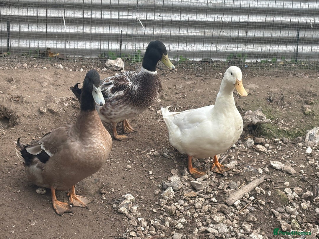Ducks poultry for sale: 2 male drakes  - Image 5