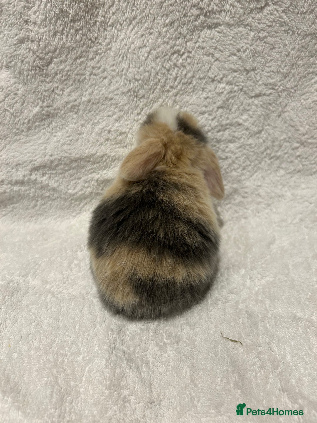 Mini Lop rabbits for sale: Pure Bred Mini Lop Baby Rabbits - Advert 5