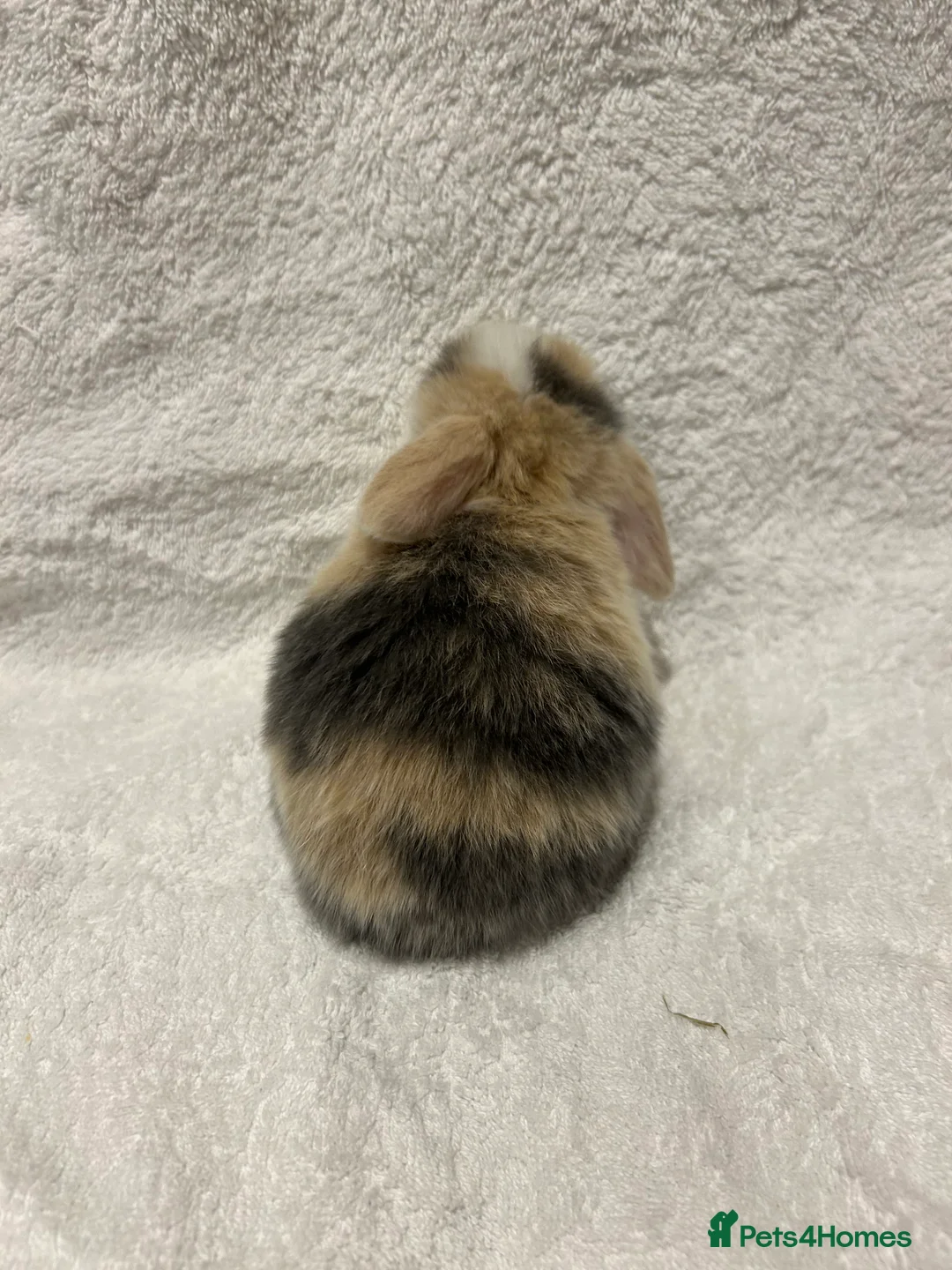 Mini Lop rabbits for sale: Pure Bred Mini Lop Baby Rabbits - Advert 5