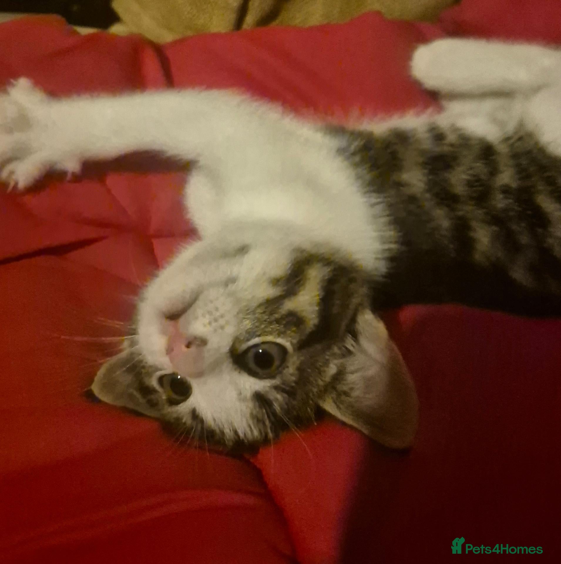 Mixed Breed cats 1 cute boy kitten left - Advert 1