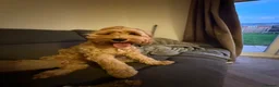 Cavapoo dogs for sale: Beautiful 7 month old Cavapoo for sale - Advert 7