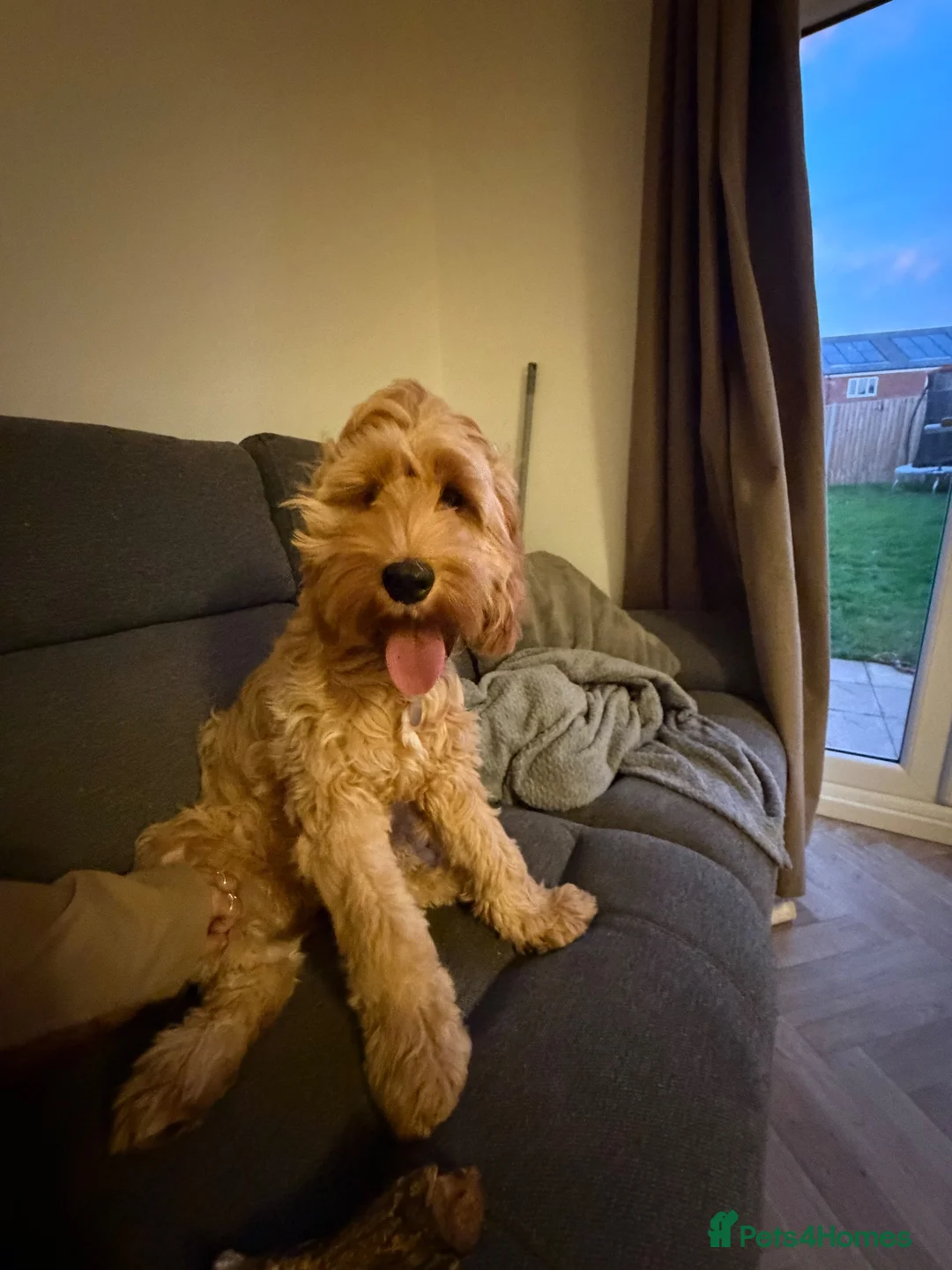 Cavapoo dogs for sale: Beautiful 7 month old Cavapoo for sale - Advert 7