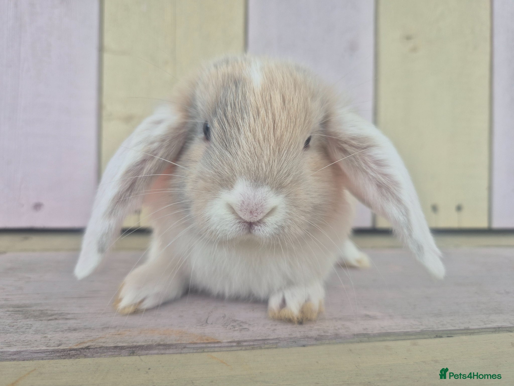 Mini Lop rabbits 🩷READY NOW- MINI LOP BABIES AVAILABLE 💙 - Advert 1