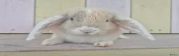 Mini Lop rabbits for sale: 🩷READY NOW- MINI LOP BABIES AVAILABLE 💙 - Advert 1