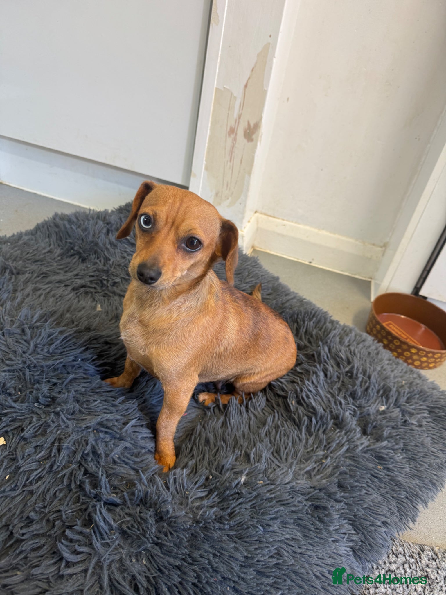 Mixed Breed dogs Pomeranian x 3 girls 3 boys  - Advert 2