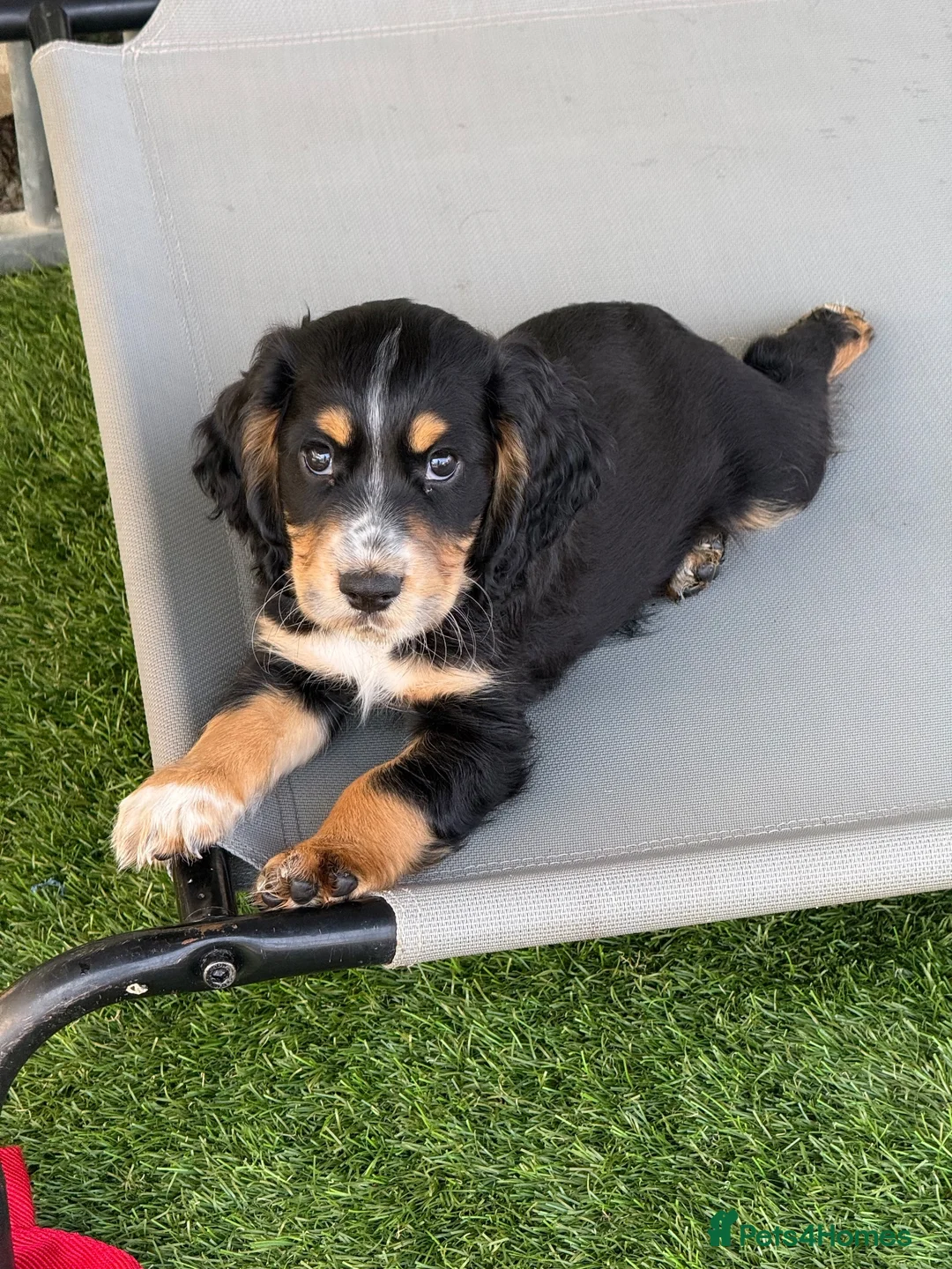 Cocker Spaniel dogs for sale:  Ready to leave ! Males & female available  - Advert 2
