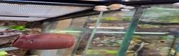 Gecko reptiles for sale: Mourning geckos and enclosure  - Advert 5