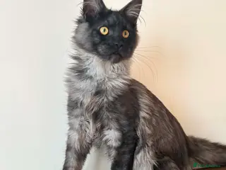 Maine Coon cats TICA REGISTERED Maine Coon boys! - Advert 14