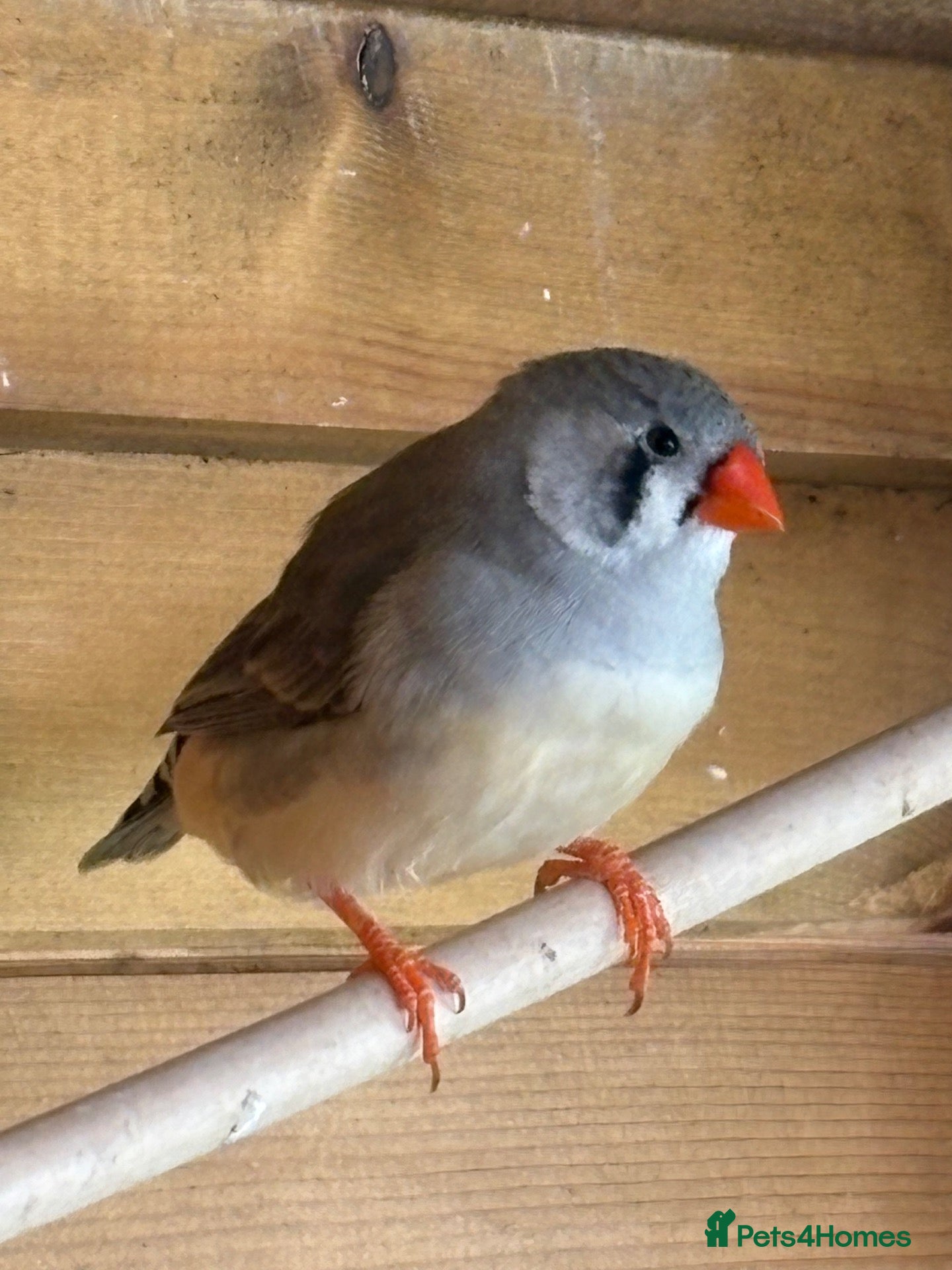 Finches birds Zebra Finches pairs - Advert 1