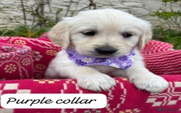 Golden Retriever dogs for sale: ❤️ Superb Litter of Golden Retriever Puppies ❤️ - Image 23