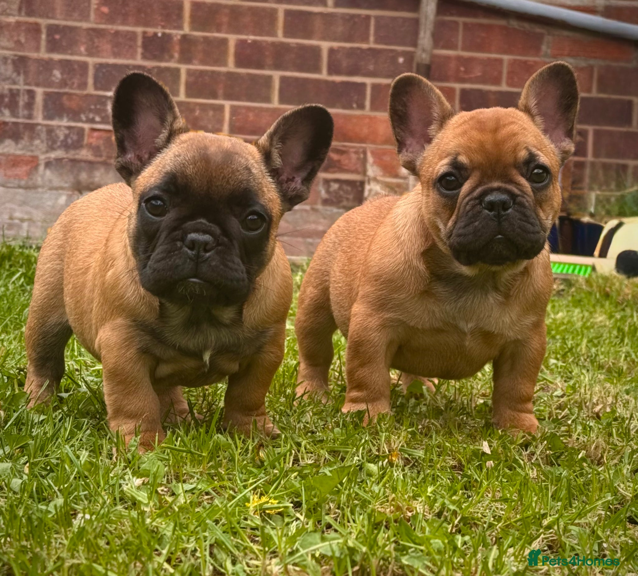 French Bulldog dogs Champion sired health tested standard line French  - Advert 1