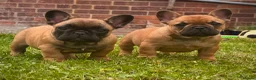 French Bulldog dogs for sale: Champion sired health tested standard line French  in Doncaster - Advert 1