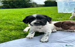 English Springer Spaniel dogs for sale: **8 LEFT! STUNNING KC REG SPRINGER SPANIEL PUPPIES - Image 14