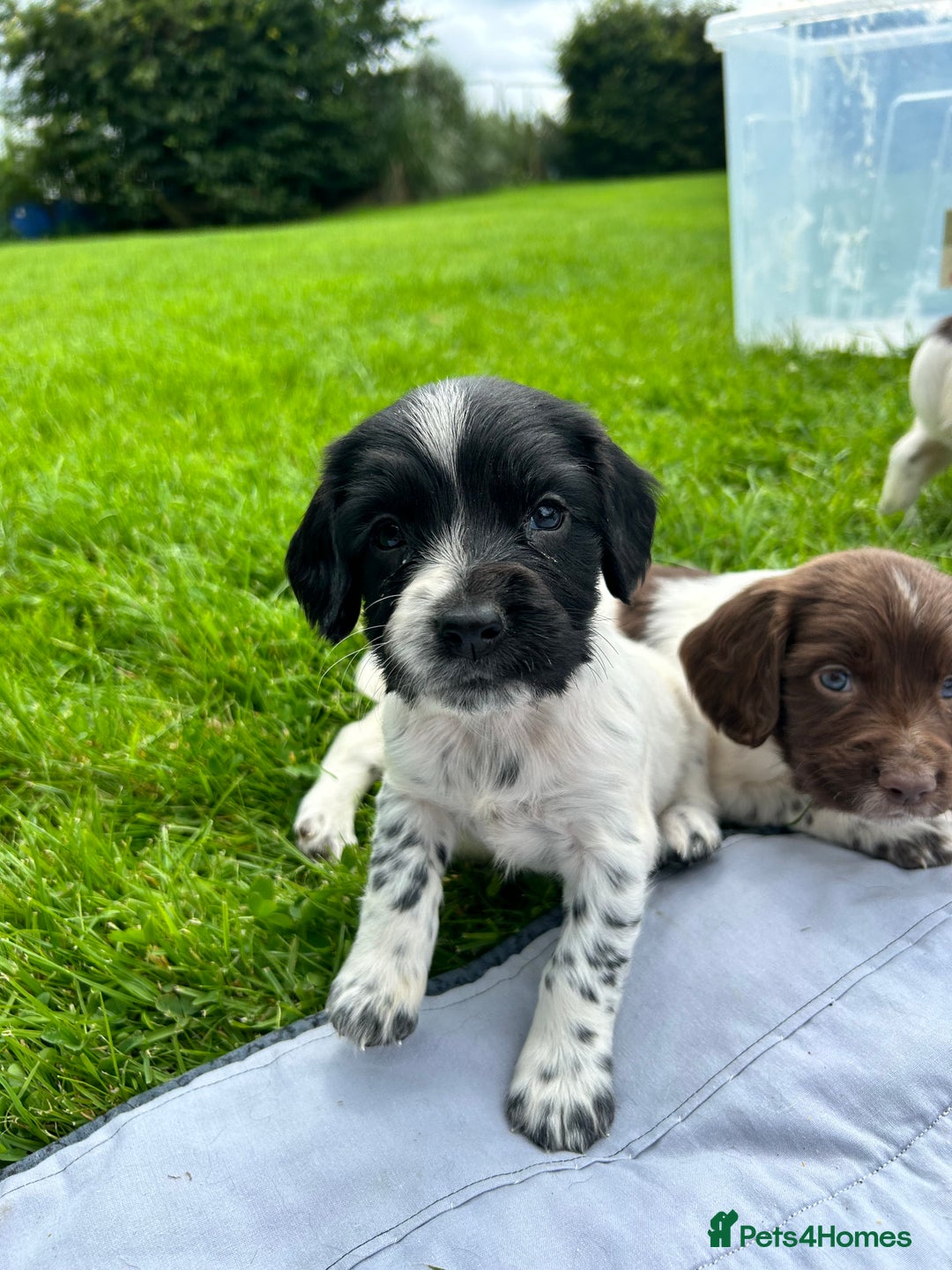 English Springer Spaniel dogs for sale: **8 LEFT! STUNNING KC REG SPRINGER SPANIEL PUPPIES - Image 14