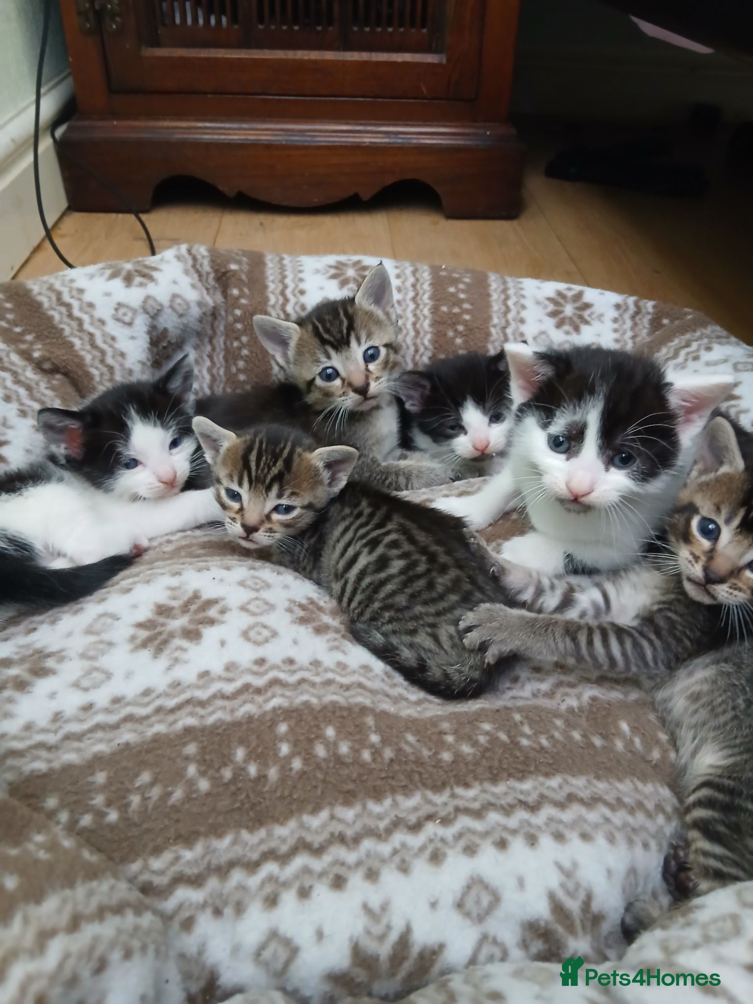 British Shorthair cats 1 boys,3 girls - Advert 2