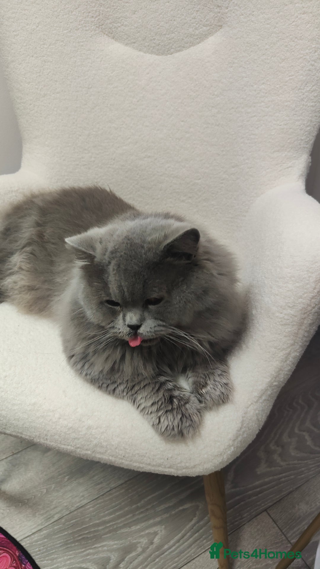 British Longhair cats for sale: GCCF  British Longhair Looking for Loving Home - Advert 1