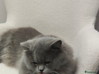 British Longhair cats GCCF British Longhair Looking for Loving Home - Advert 6