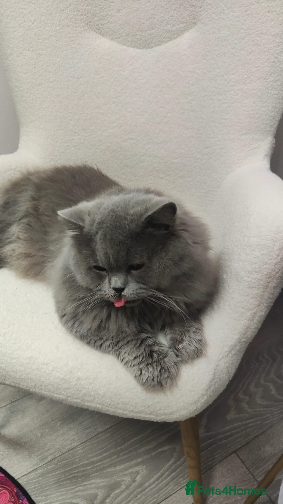 British Longhair cats for sale: GCCF  British Longhair Looking for Loving Home - Advert 1