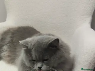 British Longhair cats GCCF British Longhair Looking for Loving Home - Advert 4