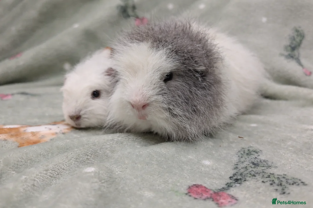 Guinea Pig rodents for sale: 2 Bonded Swiss Boars Looking for a New Home - Advert 2