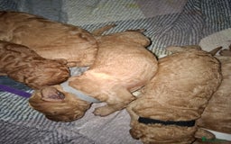 Cavapoo dogs for sale: Cavapoo - Image 5