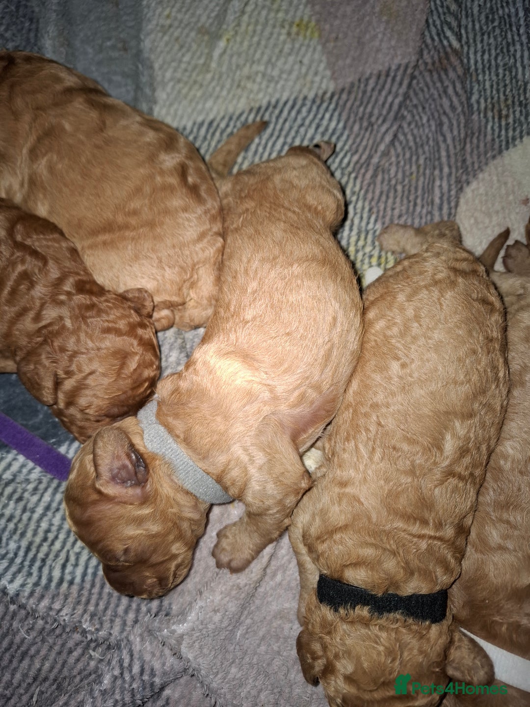 Cavapoo dogs for sale: Cavapoo - Image 5